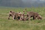 RENCONTRE ENTRE CHIENS 093